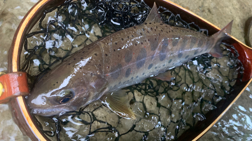 アマゴの釣果