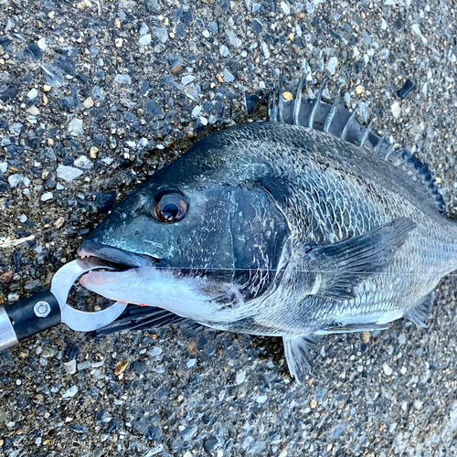 クロダイの釣果