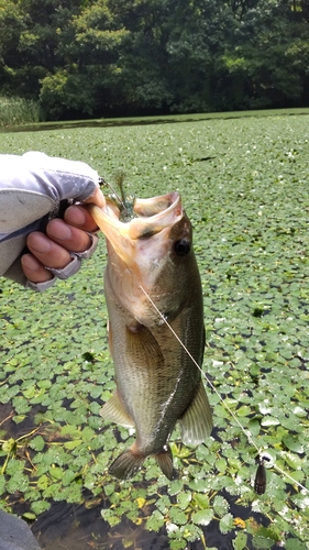 ブラックバスの釣果