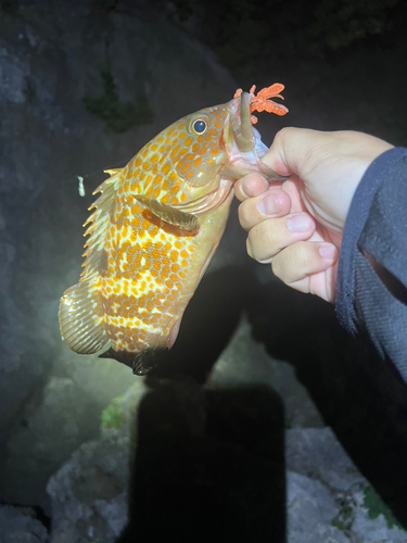 キジハタの釣果