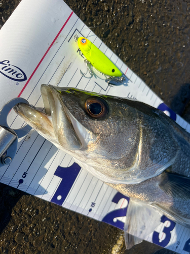 シーバスの釣果