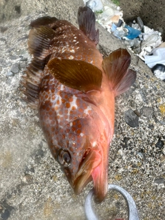 アコウの釣果