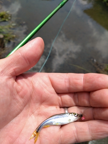 カワムツの釣果