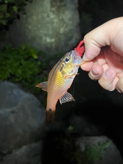 ネンブツダイの釣果