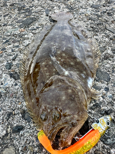 ヒラメの釣果