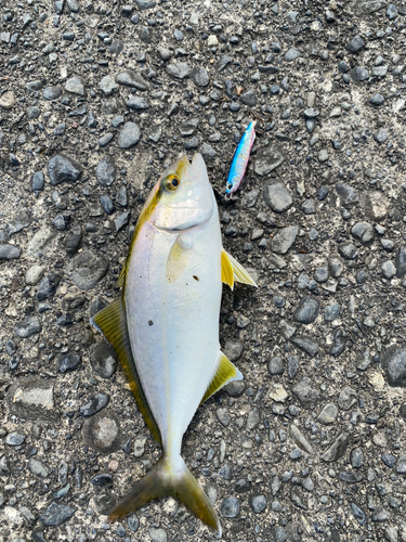 ショゴの釣果