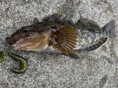 アイナメの釣果