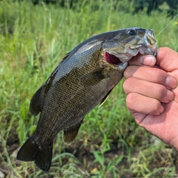 スモールマウスバス