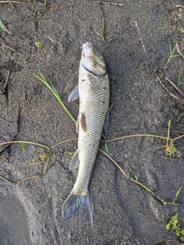 ニゴイの釣果