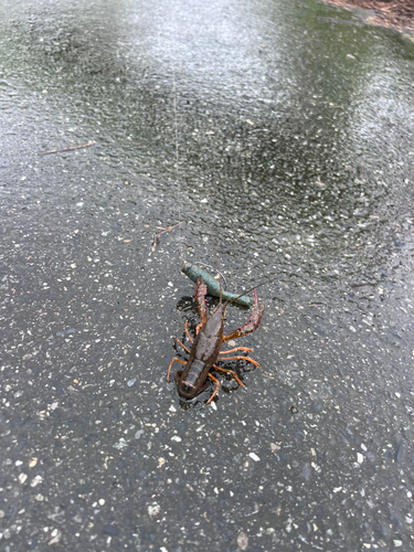 アメリカザリガニの釣果