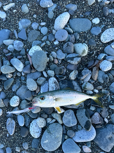 ワカシの釣果