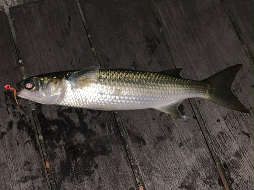 ボラの釣果