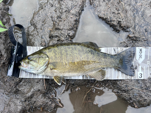 スモールマウスバスの釣果