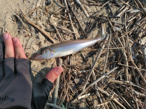 キスの釣果