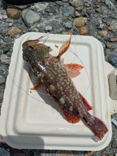 カサゴの釣果