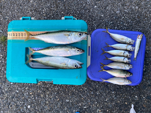 イワシの釣果