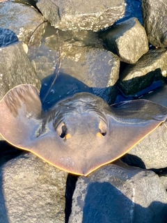 アカエイの釣果