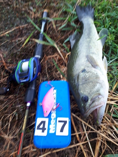 ブラックバスの釣果