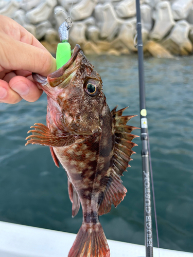 カサゴの釣果