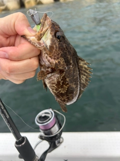 ベッコウゾイの釣果