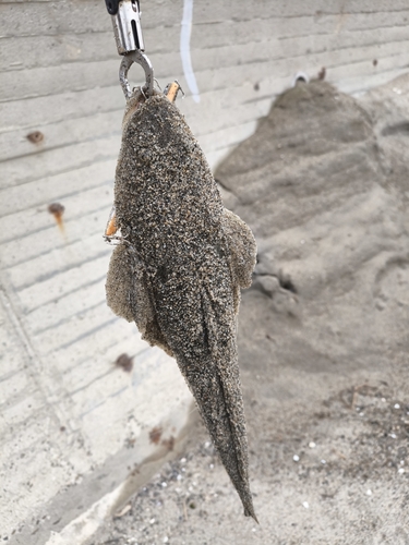 マゴチの釣果