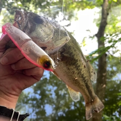 ラージマウスバスの釣果