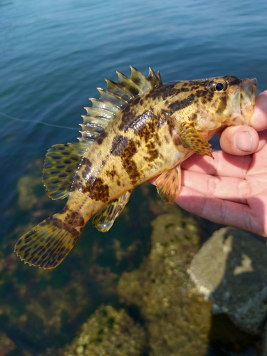 タケノコメバルの釣果