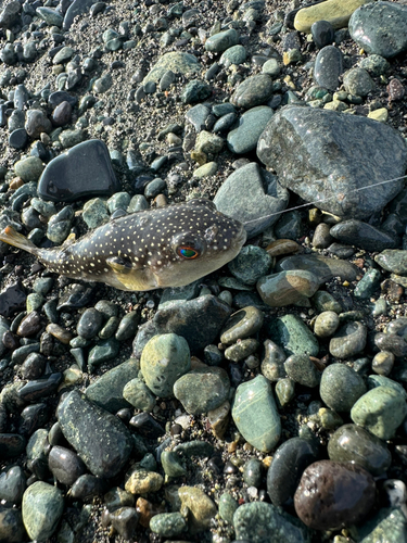 クサフグの釣果