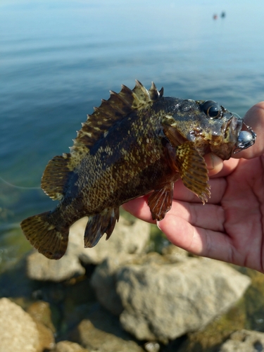 クロソイの釣果