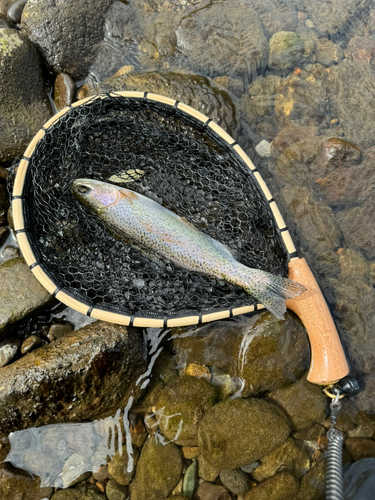 ニジマスの釣果