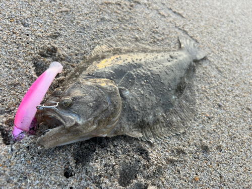 ソゲの釣果