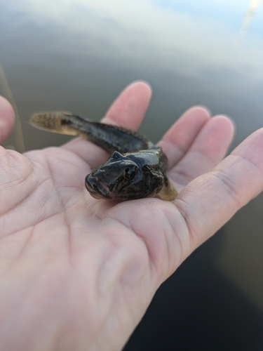 マハゼの釣果