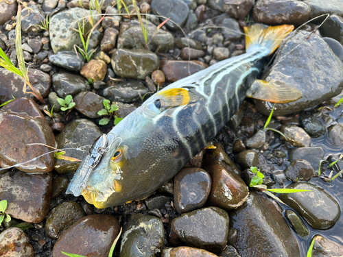 シマフグの釣果