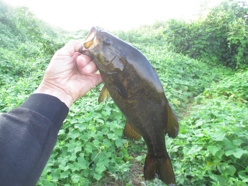 スモールマウスバスの釣果