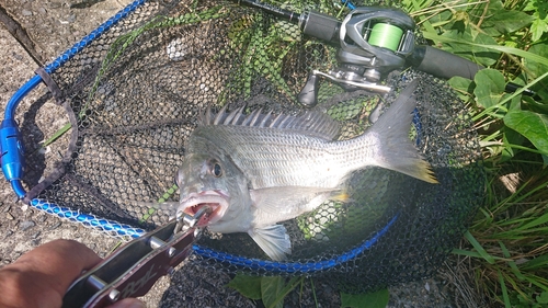 キビレの釣果