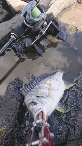 キビレの釣果