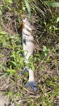 ニゴイの釣果