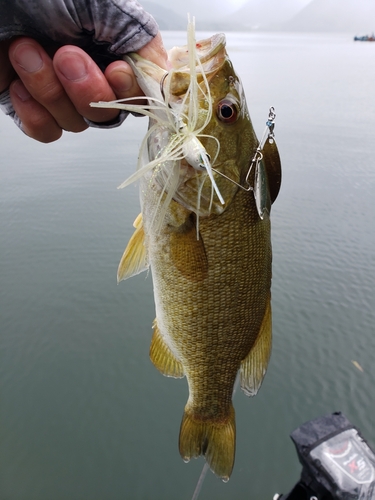 スモールマウスバスの釣果