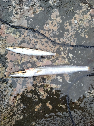 カマスの釣果