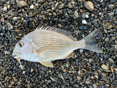 ヘダイの釣果