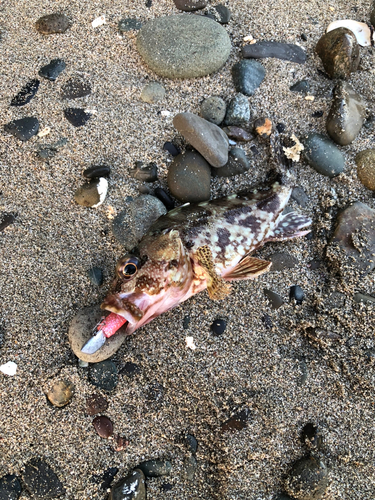 アラカブの釣果