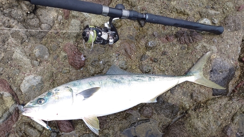 ブリの釣果