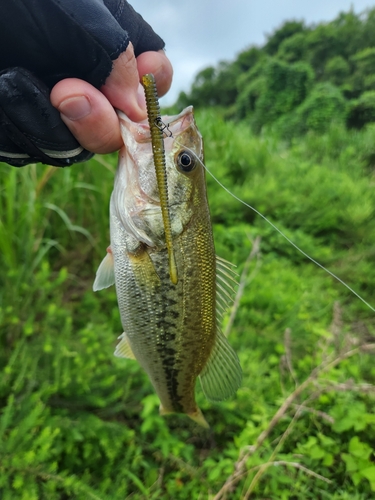 ラージマウスバスの釣果