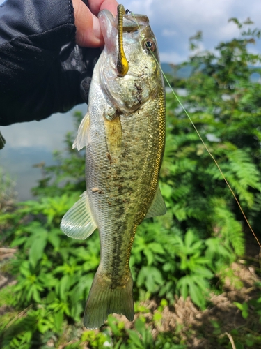 ラージマウスバスの釣果