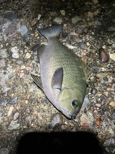 メジナの釣果