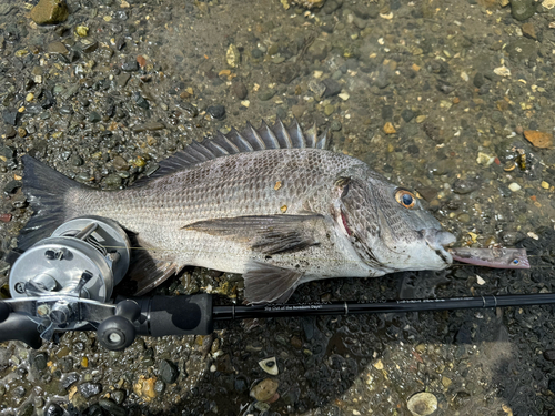 チヌの釣果