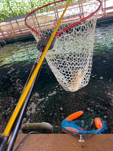 コイの釣果