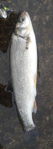 ウグイの釣果