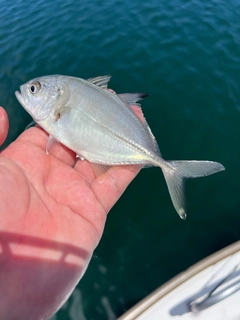 ギンガメアジの釣果