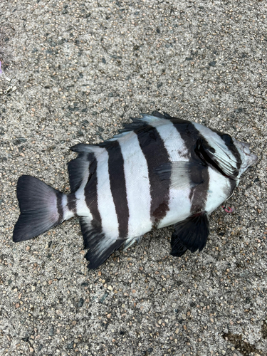 イシダイの釣果